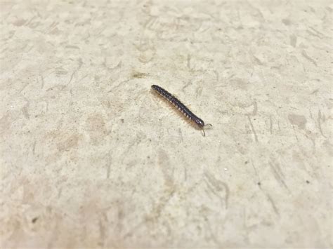 centipedes in my house florida - Sharda Paredes