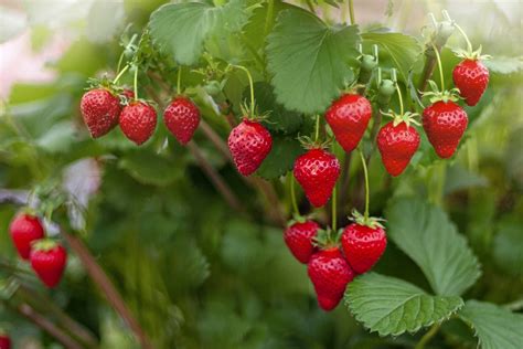 Guide to Fertilizing Strawberries for Maximum Yield