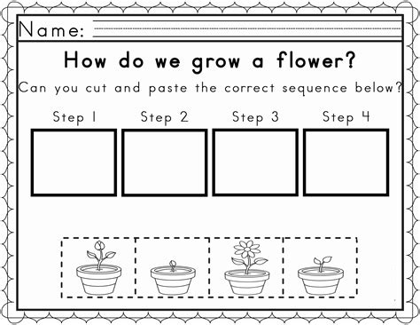 Free Plant Life Cycle Worksheet Printables