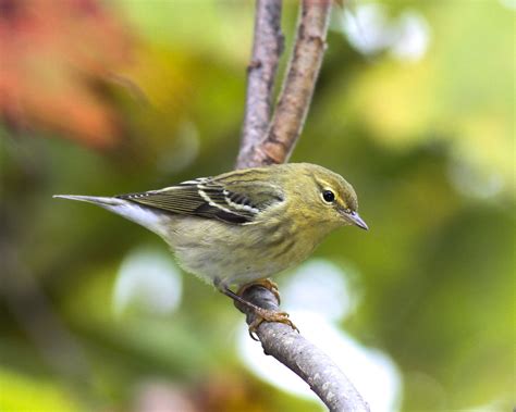 Blackpoll Warbler | I seldom see Blackpolls in the spring wh… | Flickr