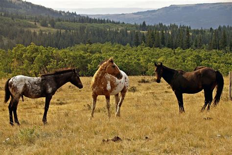 Plan a Whitefish Montana Wildlife Journey | I Love Whitefish Vacation Rentals