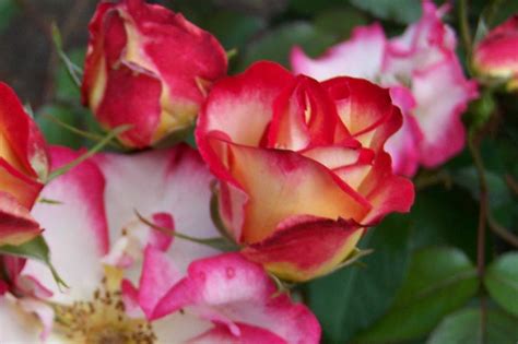 Variegated Roses Photograph by Mark Cheney - Pixels