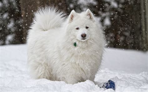 Wallpaper : dog, white, snow, winter 1680x1050 - 4kWallpaper - 1039822 ...