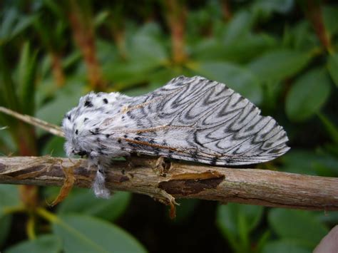 The Puss Moth (Cerura vinula) - (Family: Notodontidae) | Caterpillar ...