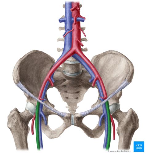 Femoral artery: Anatomy and branches | Kenhub