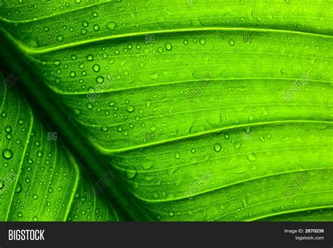 Green Leaf Texture Image & Photo (Free Trial) | Bigstock