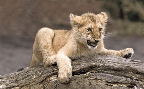 9 Amazing Baby Lion Facts - From Cubs to Kings - Animal Corner