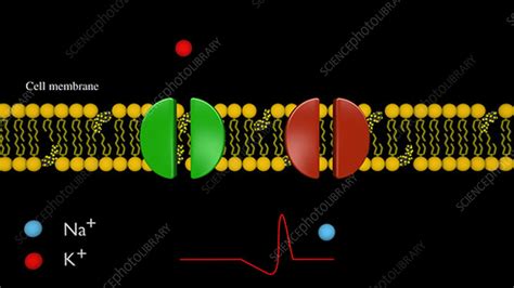 Ion channels and blockers, animation - Stock Video Clip - K004/3703 ...