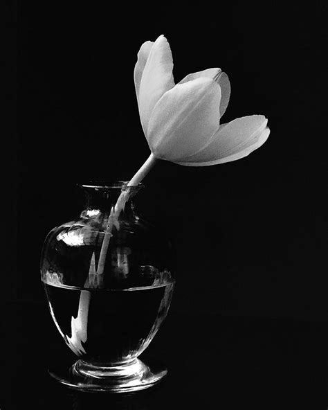 Tulip in Black and White Photography by Alan Wayne | Saatchi Art