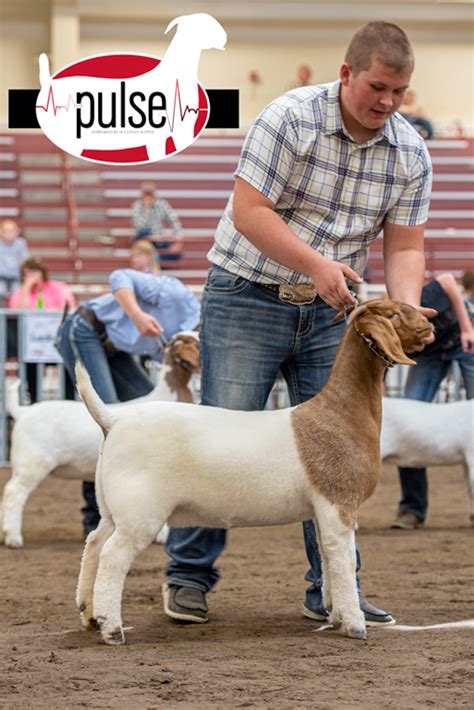 National Boer Goat Show | ABGA Fullblood Does | The Pulse