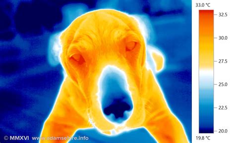 Thermographic thermal imaging art — Adam Sébire