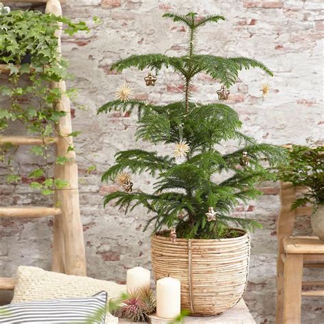 Norfolk Island Pine Trees for Sale | BrighterBlooms.com