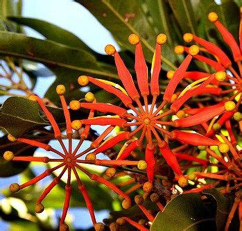 Firewheel Tree, Stenocarpus sinuatus, 10 seeds, orange pinwheel flowers, easy to grow, zones 9 ...