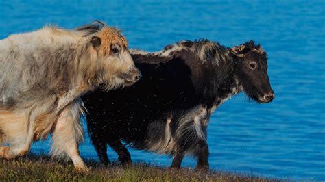 A safe wildlife haven in the mysterious Qinghai-Tibet Plateau - CGTN