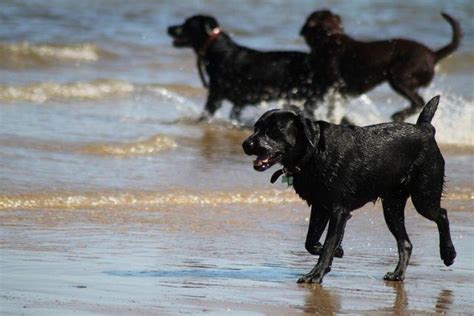 Dog walk at Holkham Beach, North Norfolk · Norfolk · Walkiees