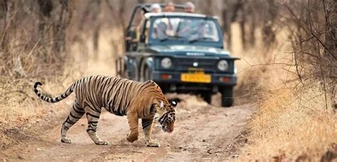 Ranthambore National Park - Aangan Resort Ranthambore