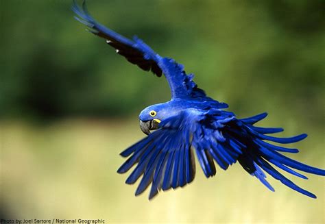 Interesting facts about macaws | Just Fun Facts