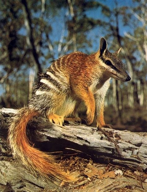 The Numbat (banded anteater) is under threat from habitat loss and ...