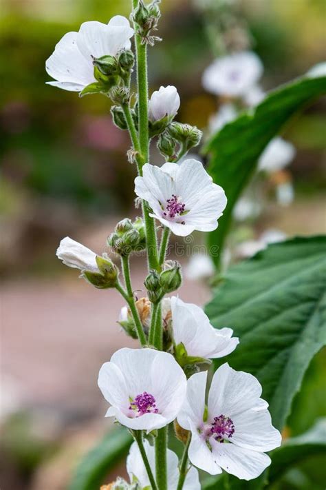 Flower of Althaea Officinalis Stock Photo - Image of early, green ...