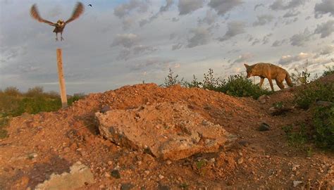 The story behind the best Arizona wildlife photo we've seen in awhile