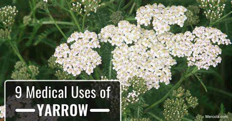 What Are the Benefits and Uses of Yarrow?