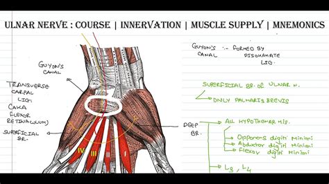 Ulnar Nerve Muscle Innervation Mnemonic - Infoupdate.org