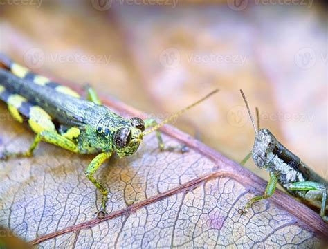 close-up photography, grasshopper 21603029 Stock Photo at Vecteezy