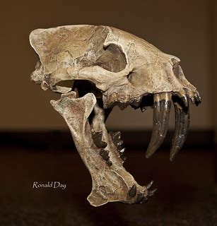 ~Floating Skull-Hoplophoneus primaevus~ | A Sabre-toothed ca… | Flickr