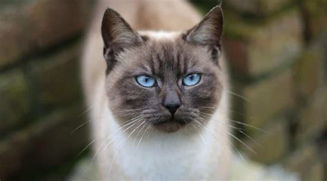 Siamese Persian Cat Mix Overview - Love Your Cat