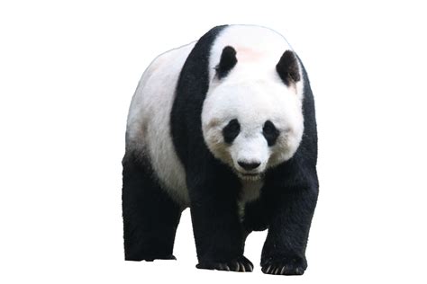 Panda PNG Animal Images, Panda Bear, Cute Panda, Baby Panda Download ...