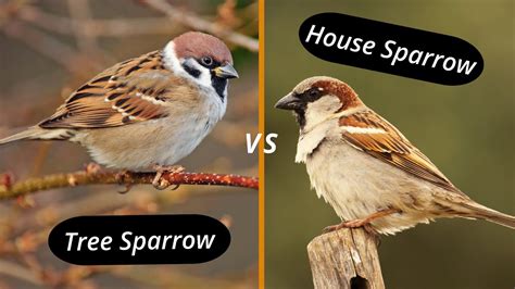 How to distinguish a house sparrow from a tree sparrow? House sparrow vs tree sparrow! - YouTube