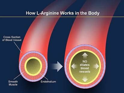 L-Arginine: the Anti Aging Booster