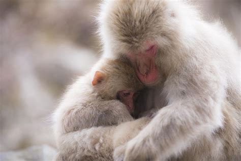 10 Cute Images of Animals Hugging That Will Lift Up Your Spirits