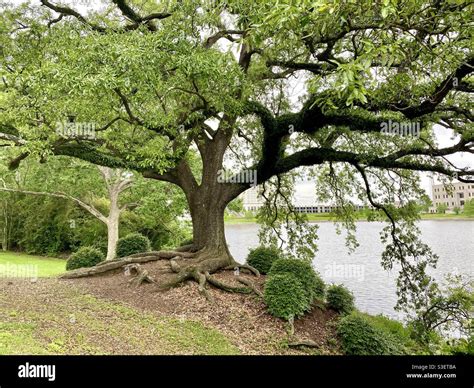 Exposed roots oak tree hi-res stock photography and images - Alamy