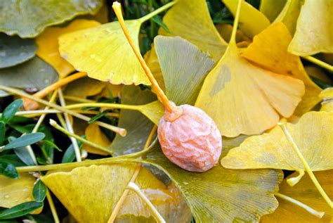 The Fall of the Ginkgo Tree Leaves - The Martha Stewart Blog