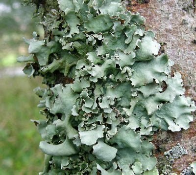 Lichen thallus types, illustrated (Alan Silverside's photographs of lichens (FAQ)) | Plants ...