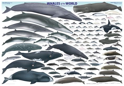 size of whales chart Whales of the world poster