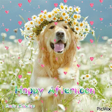 Happy Afternoon - Free animated GIF - PicMix