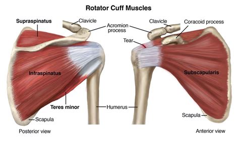 Anatomy Of Rotator Cuff Muscle Nerve Supply Images And Photos Finder | Hot Sex Picture