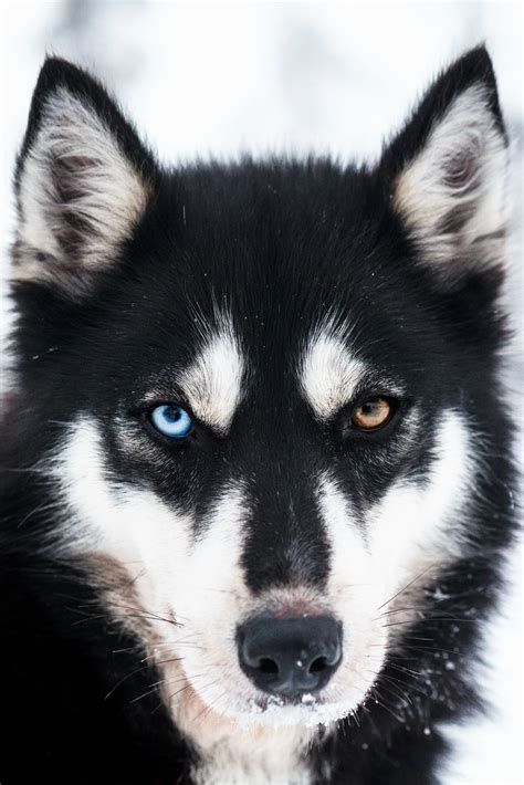 Black husky, dog portrait photography. | Husky dogs, Siberian husky ...