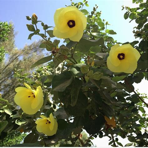 Coastal Hibiscus Tree