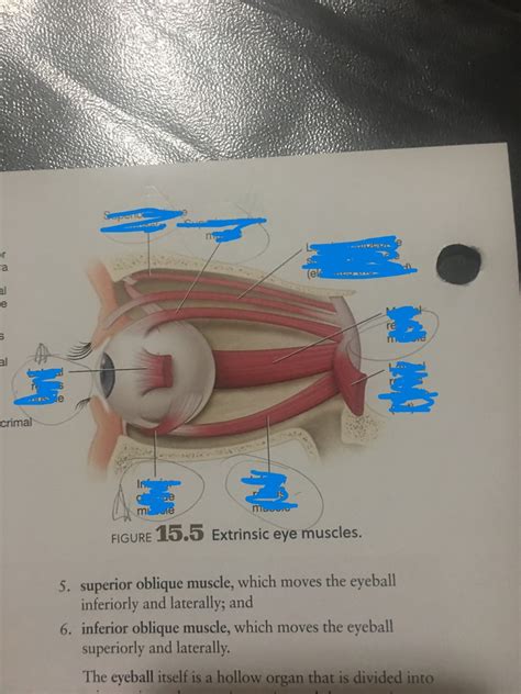 Extrinsic eye muscles Diagram | Quizlet