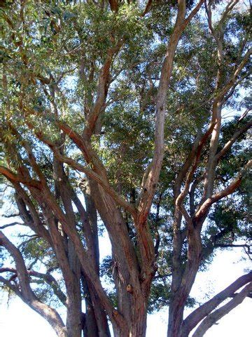 Mahogany Tree | Definition & Types - Lesson | Study.com