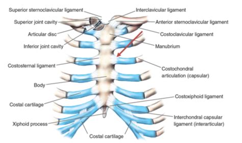 Chondrosternal Joint