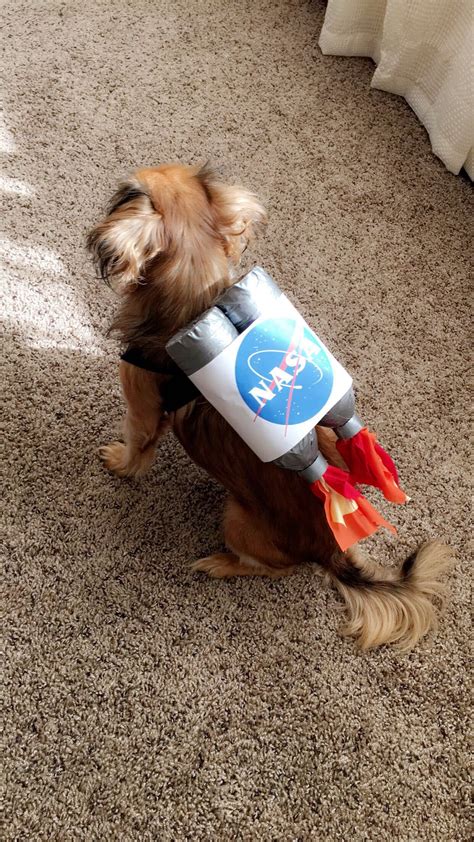 NASA Space Rocket Dog Pet Costume | Pet halloween costumes, Dog ...