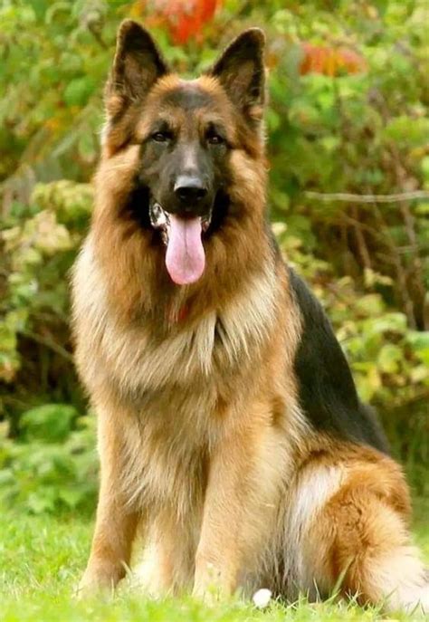 German Shepherd Police Training | German sheperd dogs, Shepherd dog ...