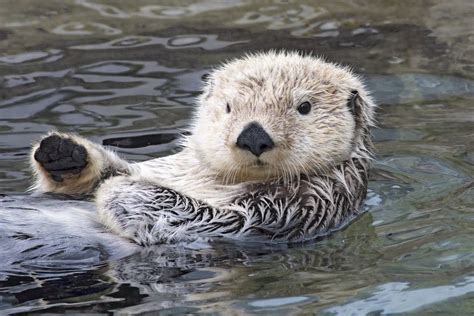 Southern sea otter hold paws up to conserve heat posters & prints by Corbis