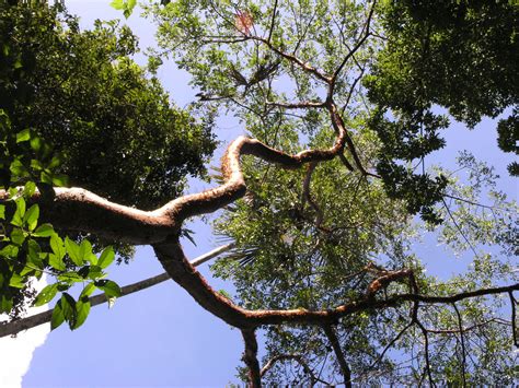 Bursera simaruba (L.) Sarg. | Plants of the World Online | Kew Science