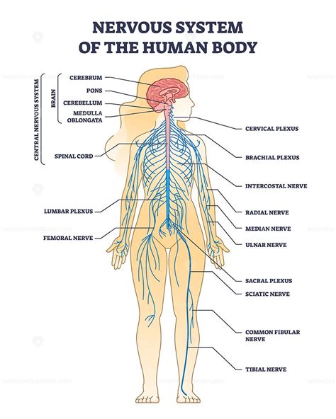 Nervous system of human body with nerve network anatomy outline diagram ...