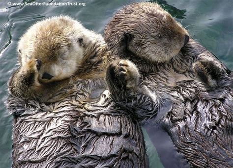 Otters holding hands while they sleep, so they don’t drift away! | Sea ...